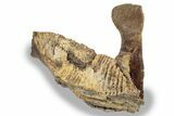 Fossil Hadrosaur (Edmontosaurus) Mandible - South Dakota #242455-4